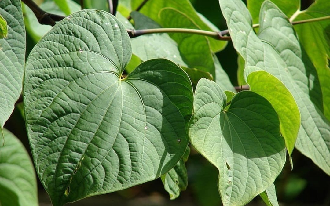 How Much Kava Can Harm Your Liver?