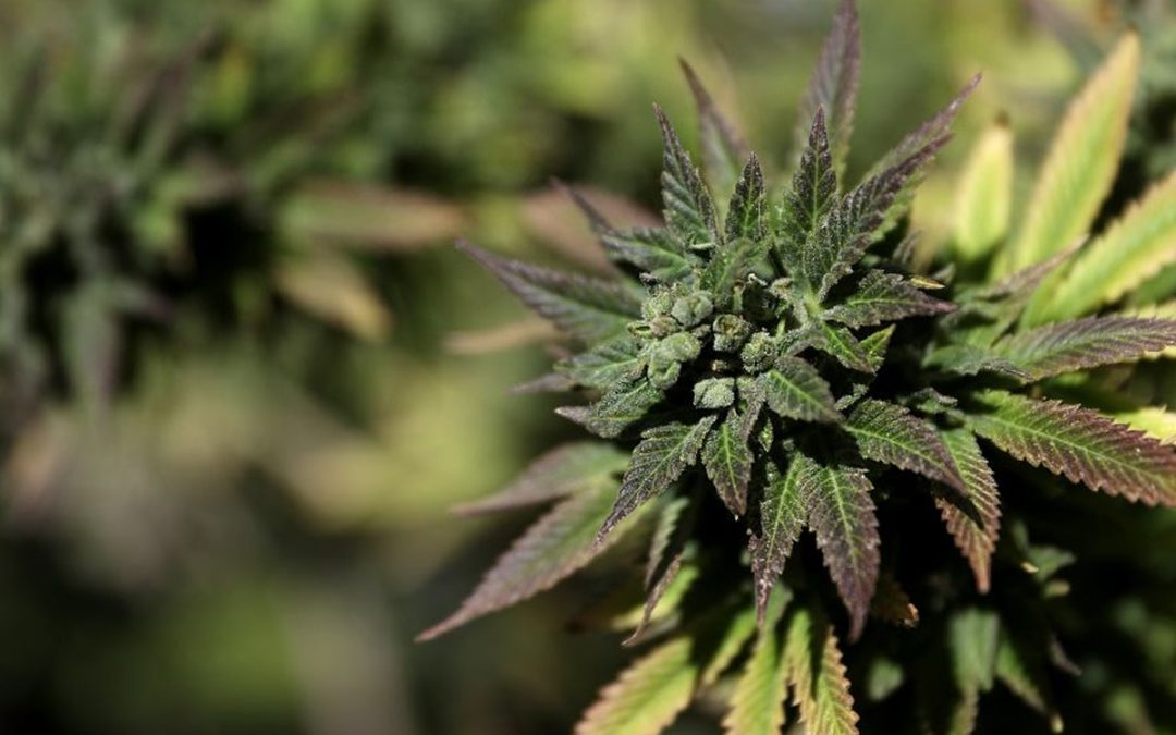 Scromitting and CHS: Why Some Cannabis Users Experience Painful Vomiting